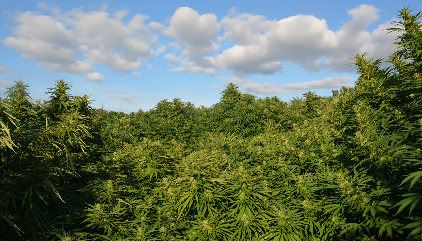 U.S. Hemp Roundtable: Is Hemp Derived CBD Legal?