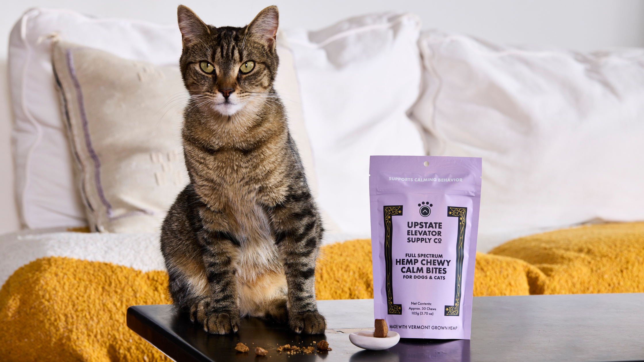 Finding The Right CBD for Your Pet: What You Should Know