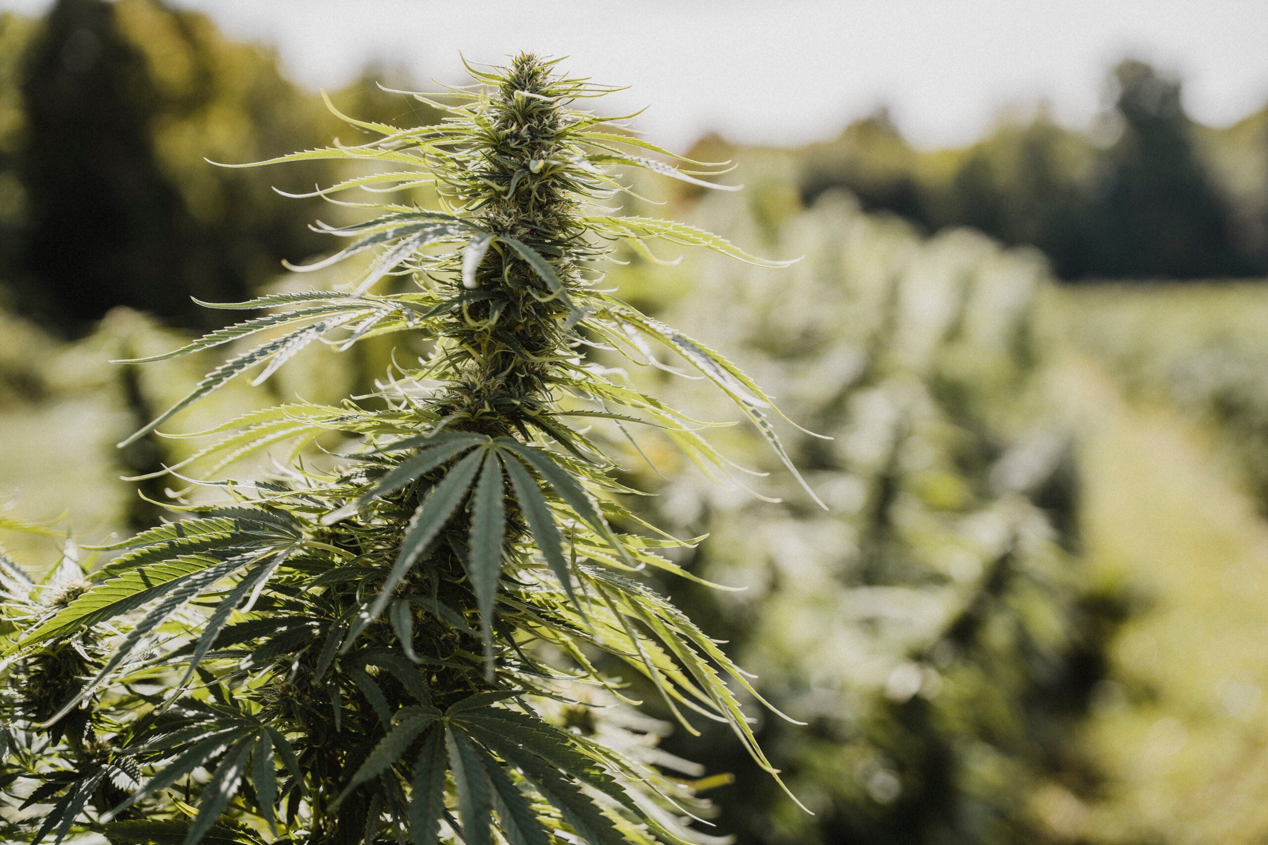 Cannabinol (CBN) is just one of the more than 100 cannabinoids found in hemp