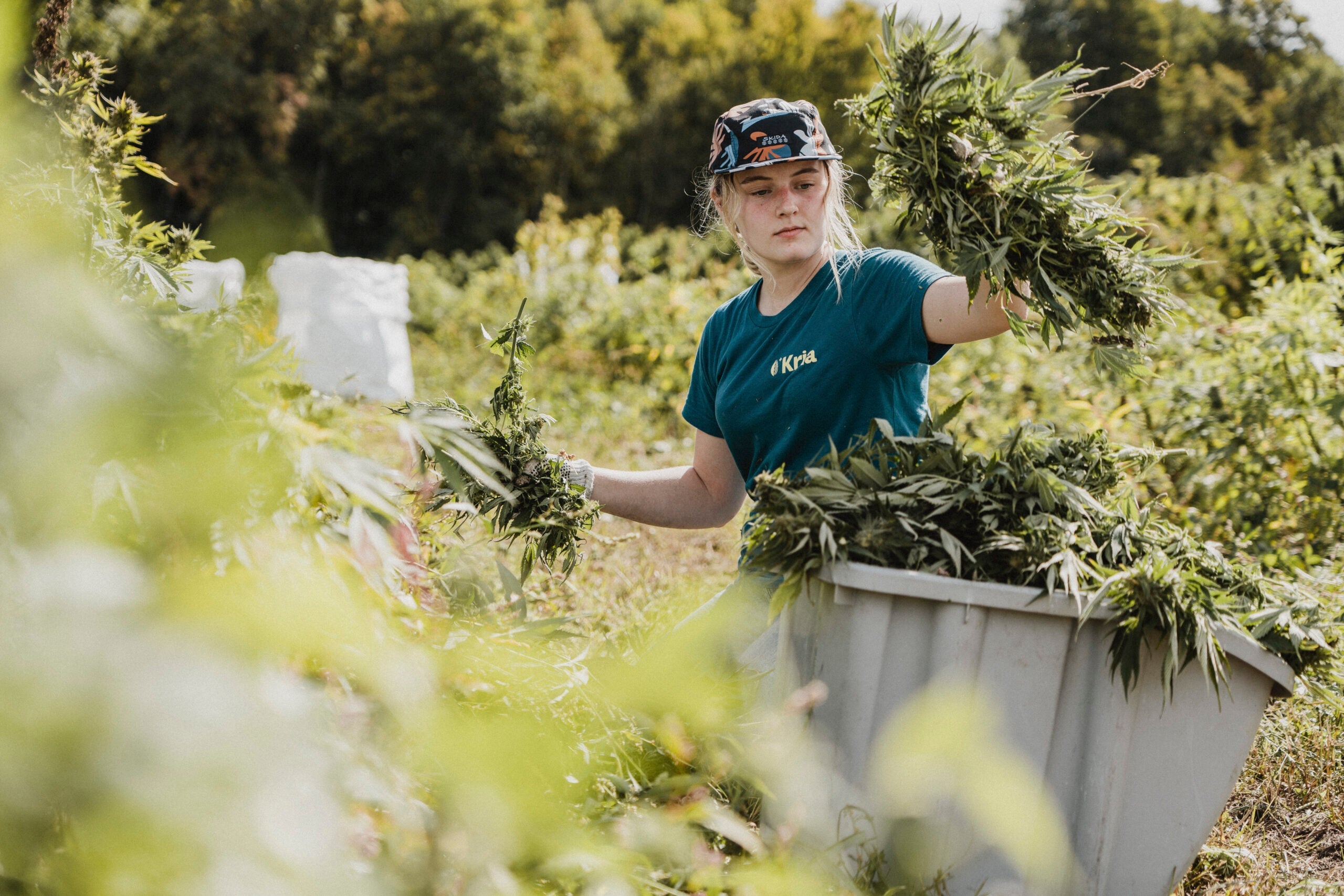 hemp being harvested in Charlotte VT to make organic CBDA products