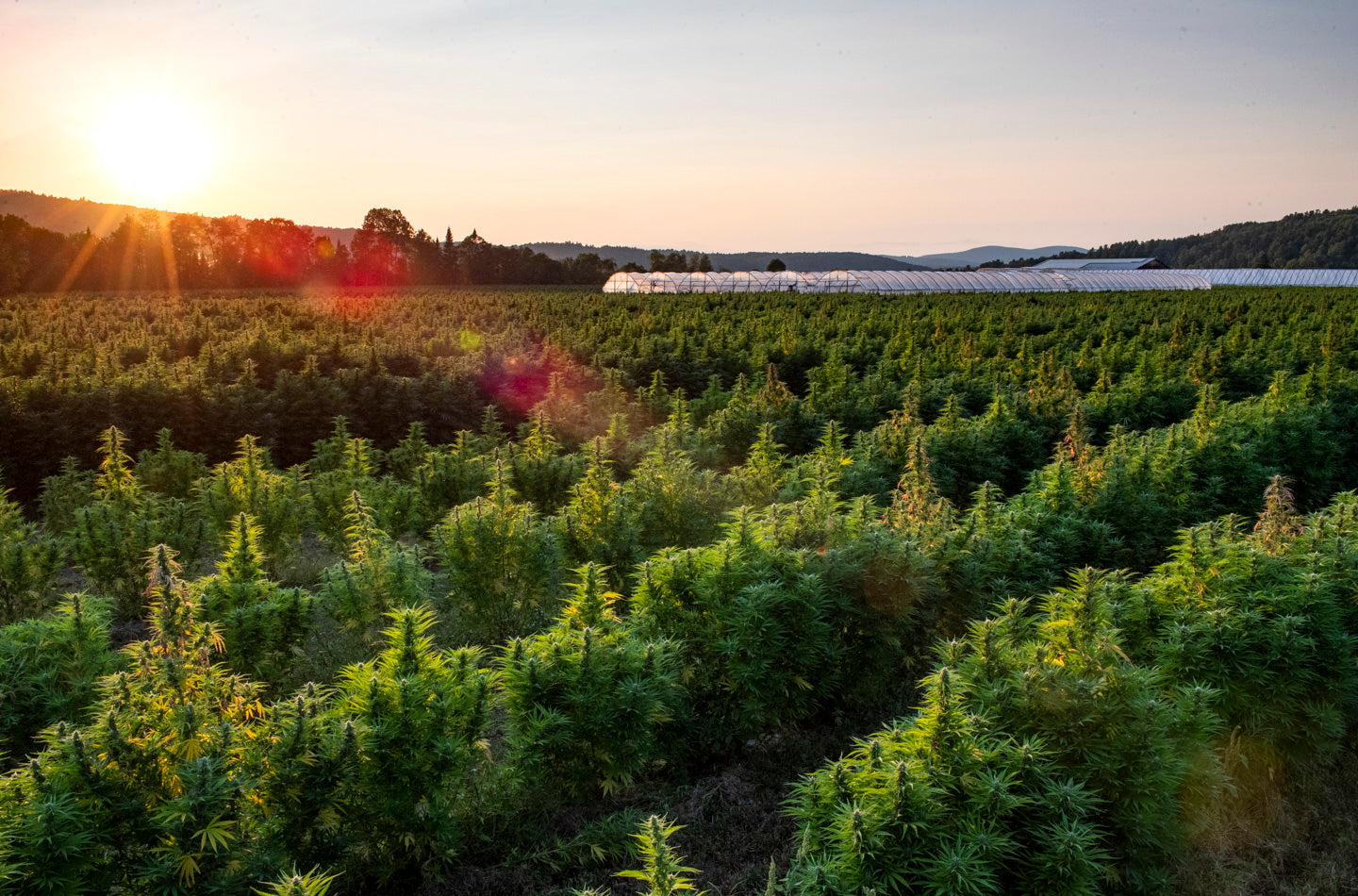 Delay of the USDA Hemp Pilot Program Rule: A little relief, a lot to recommend