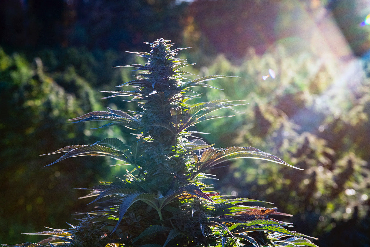 USDA Certified Organic Hemp Flower