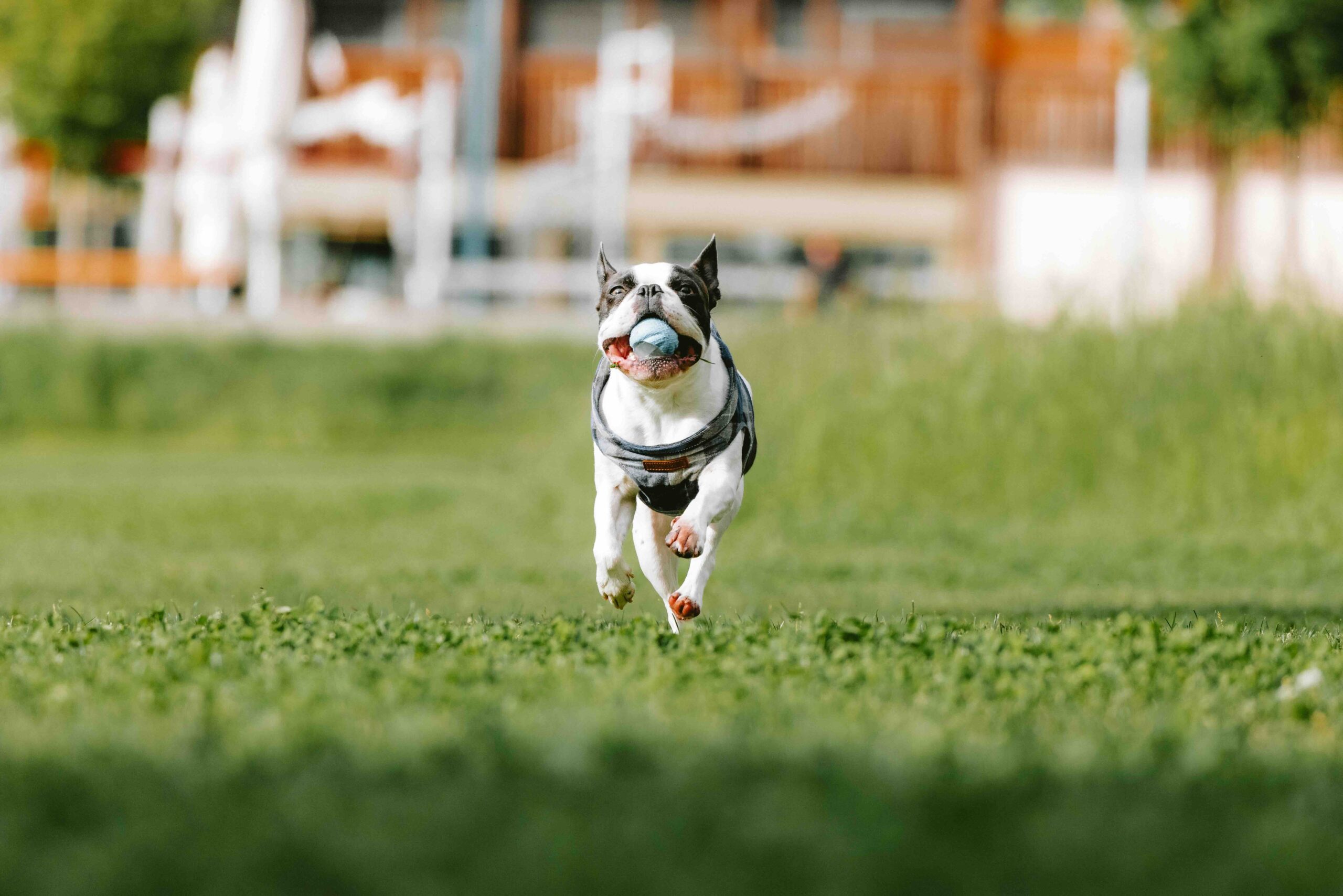 How Can CBD Improve Your Pet’s Well-Being?