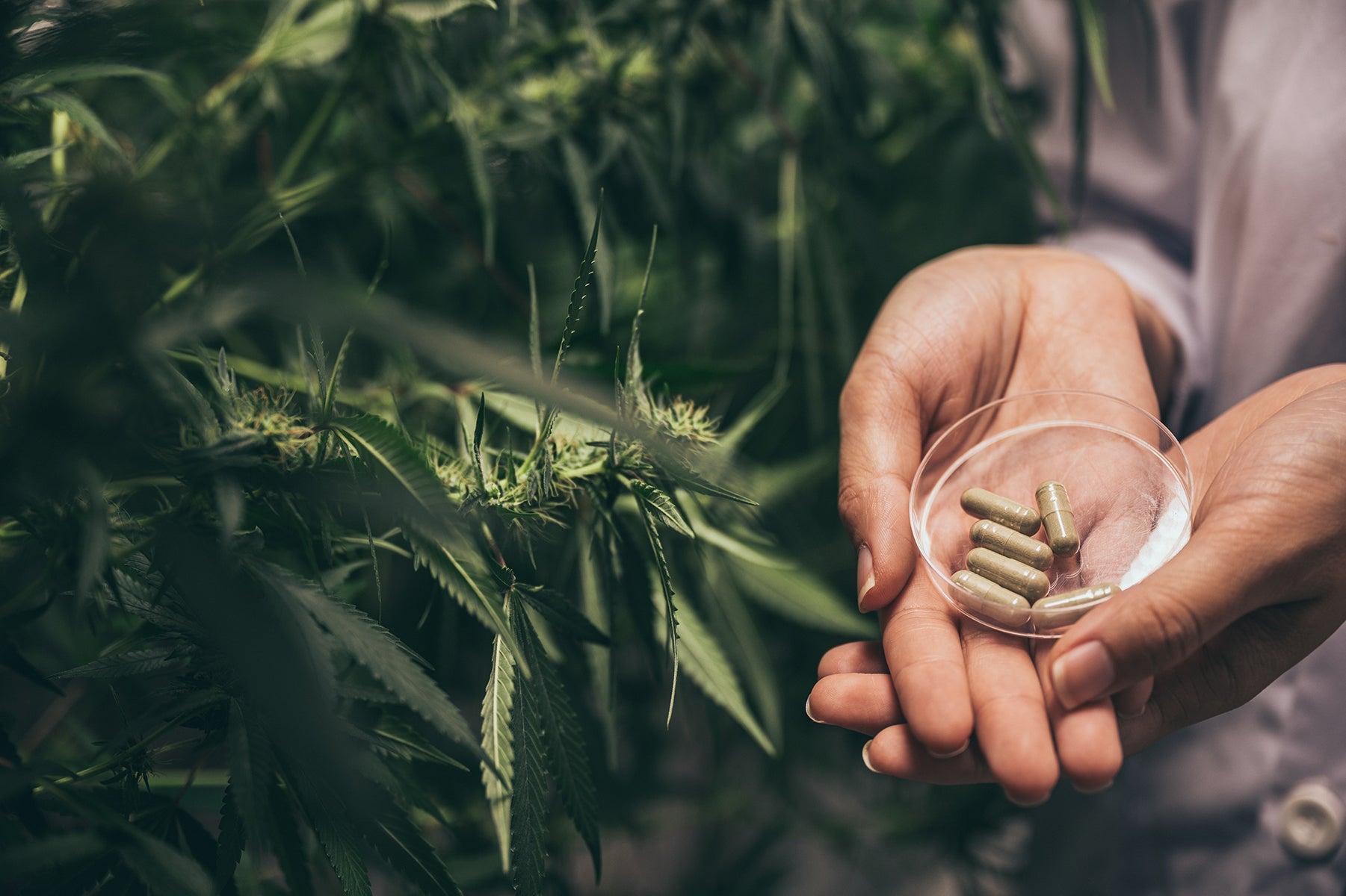 ethanol extraction cbd