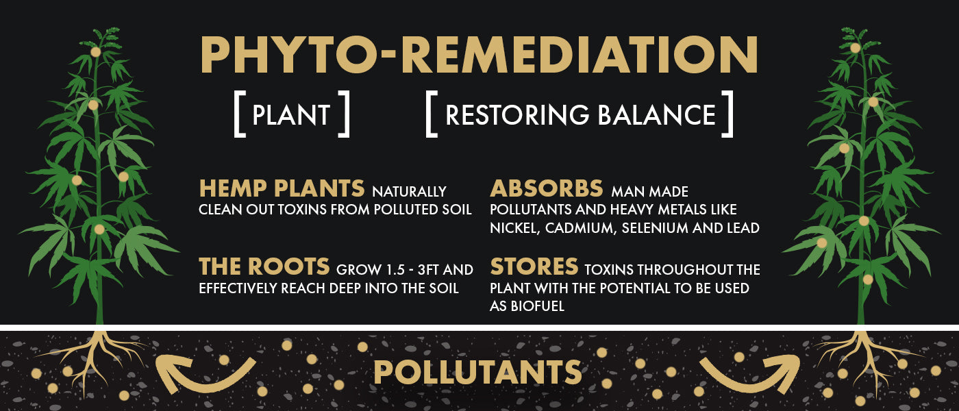 PHYTOREMEDIATION: HOW HEMP HEALS THE LAND &amp; WHY ORGANIC MATTERS.
