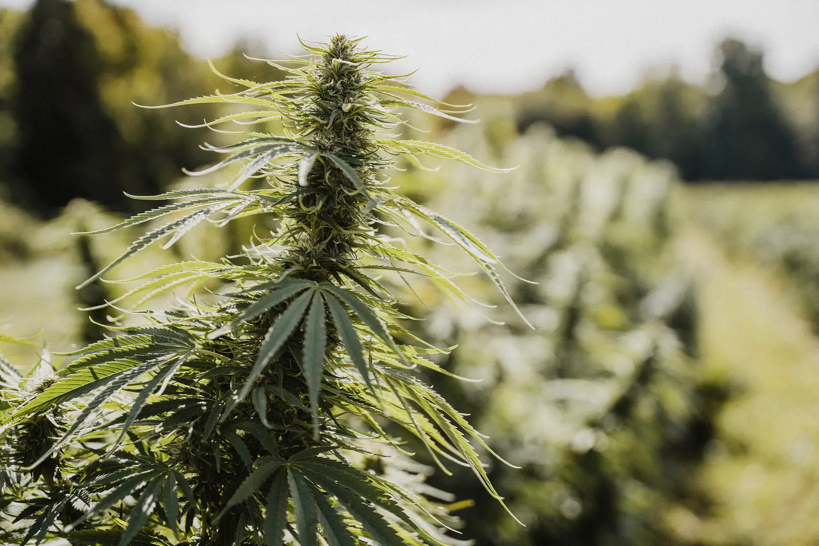 Cannabis-Plant - Upstate Elevator Supply Company