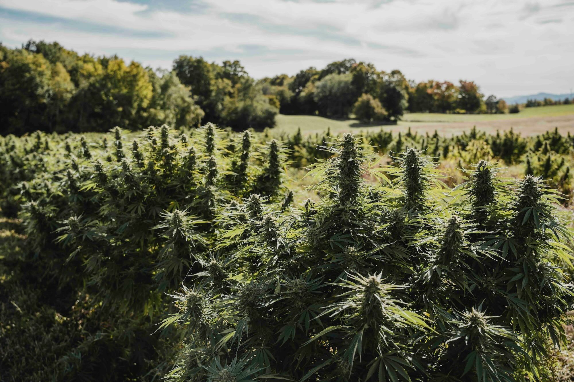Hemp_Harvest.jpg