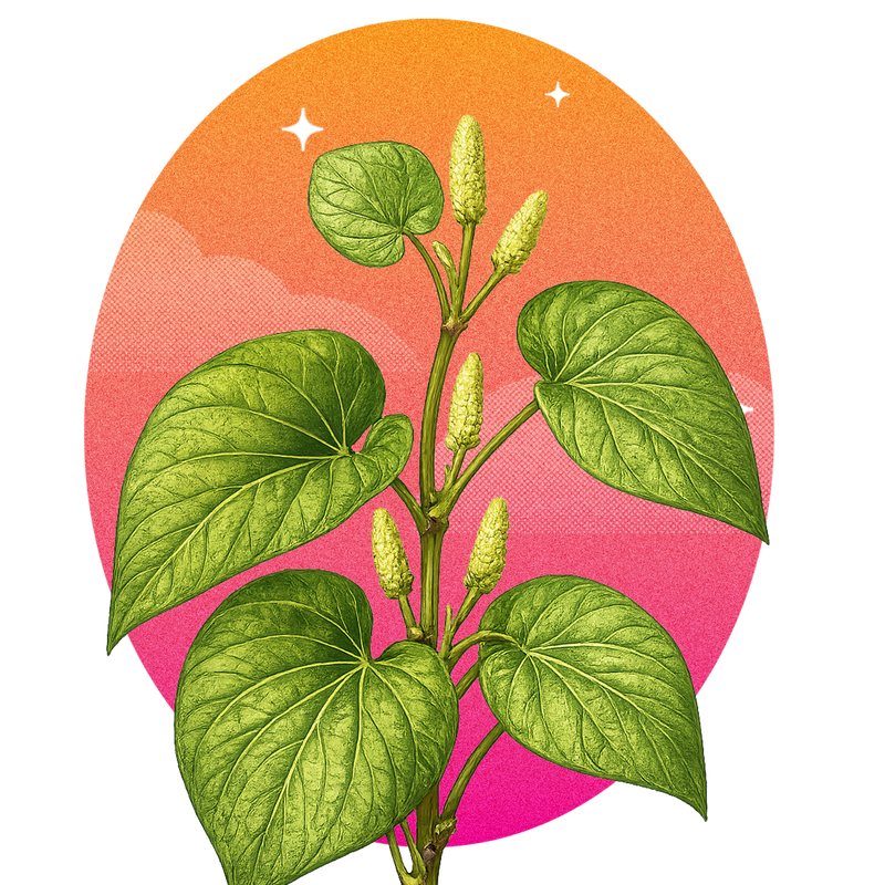 Kava