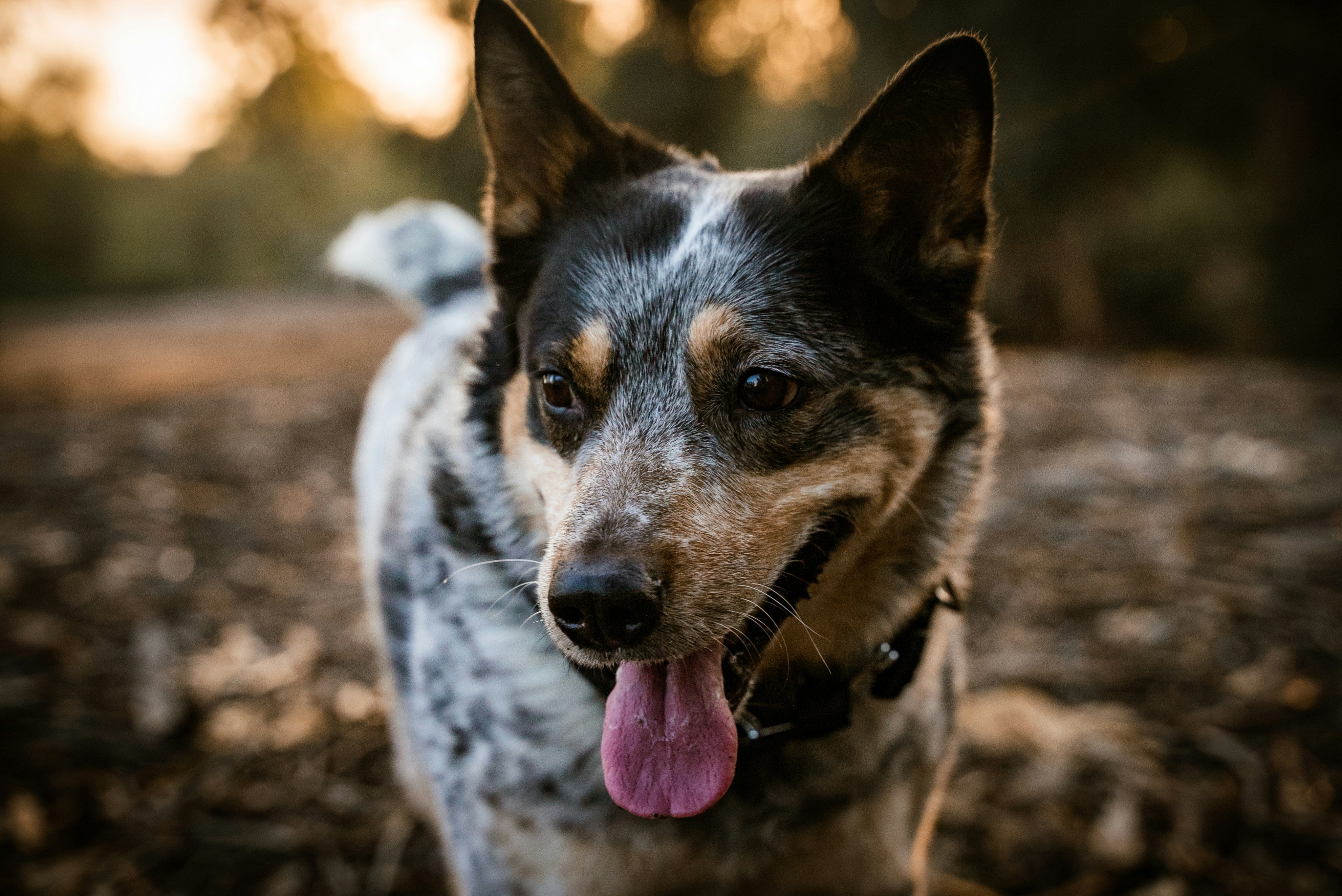 daniel-lincoln-XdUcoztC81A-unsplash.jpg